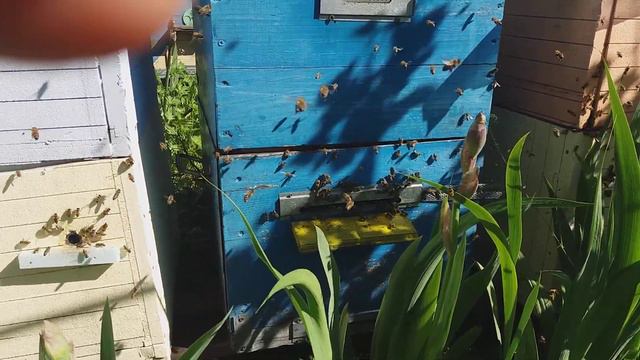 6 рамочники 2019 готовим на медосбор акации2020 формируем медовики смотреть онлайн