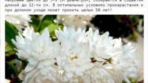 Дейция: посадка и уход в открытом грунте полив размножение.