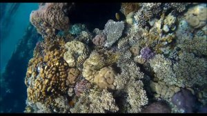 Баракуды Reef Oasis Blue Bay Resort & Spa  Подводный обзор 2019 WOW Обалденный риф и крутой отдых)