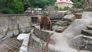 медведи в  Калининградском зоопарке