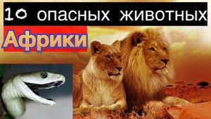 10 Самых опасных животных Африки-встреча может стать последней