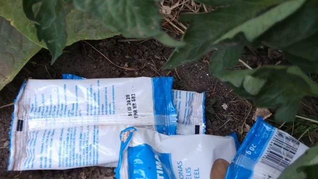 Я В ШОКЕ ! С ПЕРВОГО РАЗА ИЗБАВИЛАСЬ ОТ  ПАУТИННОГО КЛЕЩА В ТЕПЛИЦЕ НА ОГУРЦАХ !