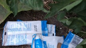Я В ШОКЕ ! С ПЕРВОГО РАЗА ИЗБАВИЛАСЬ ОТ  ПАУТИННОГО КЛЕЩА В ТЕПЛИЦЕ НА ОГУРЦАХ !