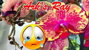 С вероятностью 95% эта орхидея умрёт! Никогда не буду покупать орхидею Аркс Рей...