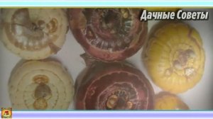 Посадка ГЛАДИОЛУСОВ под ЗИМУ в открытый грунт Тонкости выращивания ЦВЕТОВ Дачные СОВЕТ