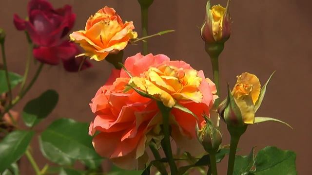 panasonic tm300 / roses смотреть онлайн