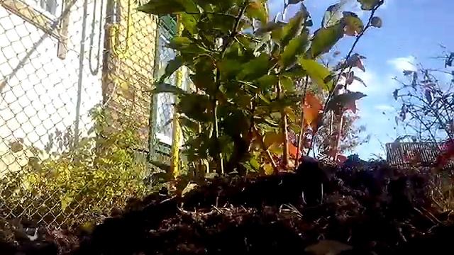 пример,что значит для голубики верховой торф смотреть онлайн