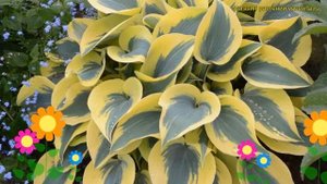 Хоста гибридная Отумн Фрост. Краткий обзор, описание характеристик hosta Autumn frost