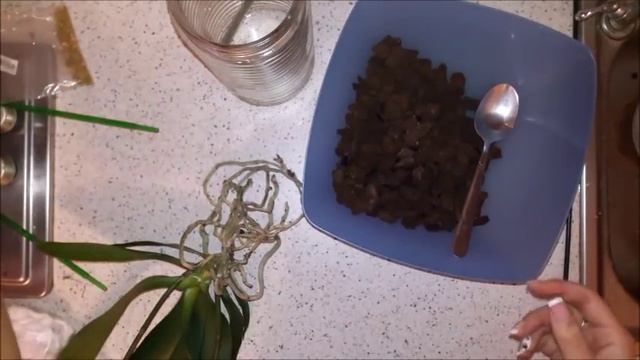 Подуры и посадка в Закрытую Систему. Пенопласт, лесной мох и осмокот. смотреть онлайн