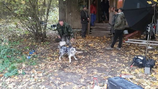 Работа - работой, но должно быть место и игрулькам! Kinodogs . Dogstars смотреть онлайн