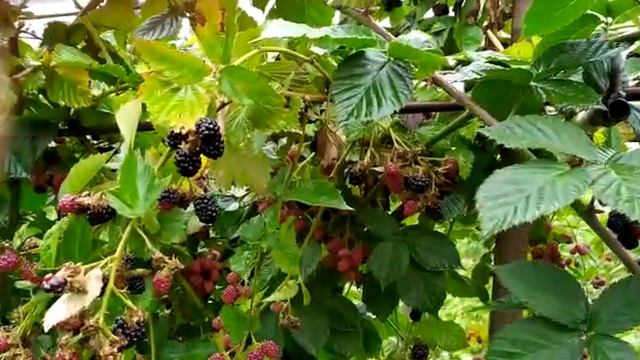 Шпалера для безколючкової ожини. Проста та ефективна