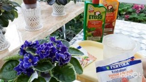 Полноценная замена удобрения Etisso для фиалок! Рассказываю как разводить удобрение и использовать