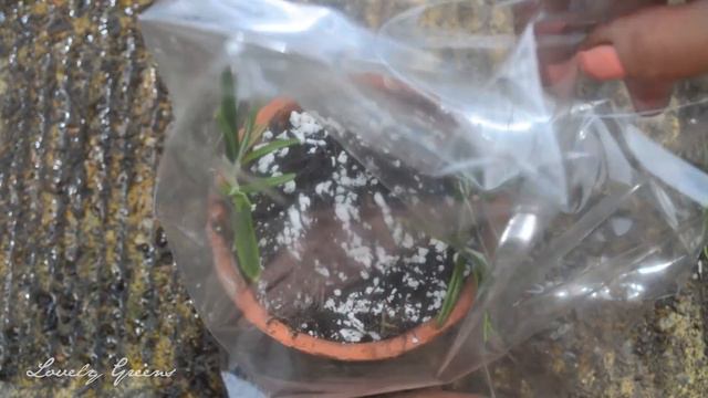 Plants for Free: How to Propagate Rosemary