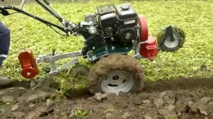 ГУСЕНИЦЫ НА ГОРЧИЦЕ И КАК ГРЕБЕТ КАМА 421 С ПЛУГОМ