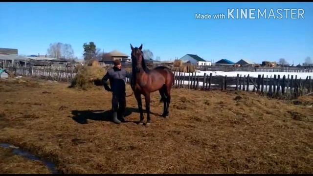 Продажа жеребца(смотрите описание) смотреть онлайн