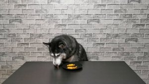 ЧЕМ КОРМИТЬ ХАСКИ?