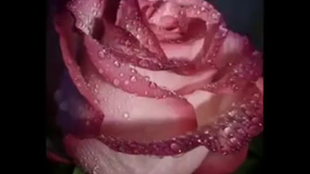 СВЕТА,С ДНЁМ РОЖДЕНИЯ ТЕБЯ! смотреть онлайн