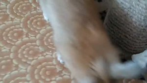 Кролик стоит на задних лапках