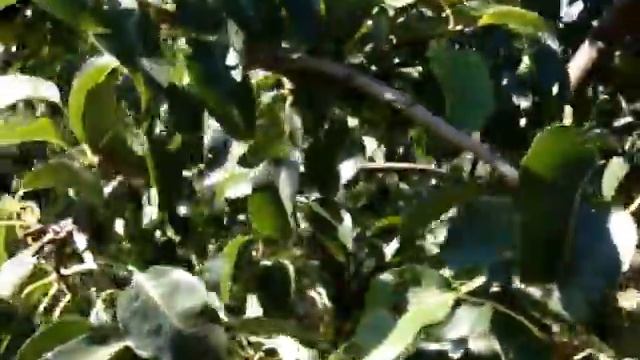 Груша сорт Просто Мария смотреть онлайн