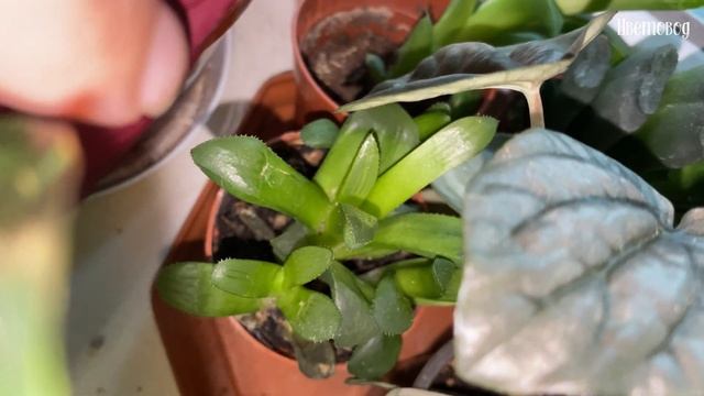 Мой ещё один цветочный подоконник. Комнатные растения смотреть онлайн