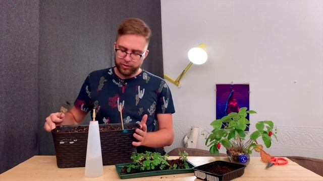 Теперь зимой буду есть свою землянику! Как вырастить землянику в квартире. Земляника дома.