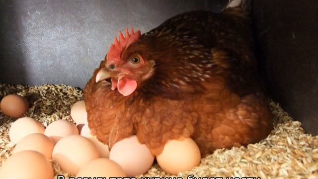 Почему курица несет яйца без скорлупы