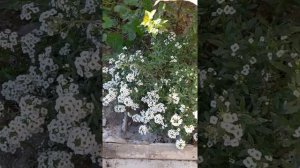 Алиссум Сноу принцесс! сравниваем 3 сорта алиссума