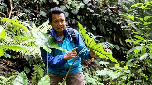 Pangeran Alocasia di jantung borneo, Alocasia princeps смотреть онлайн
