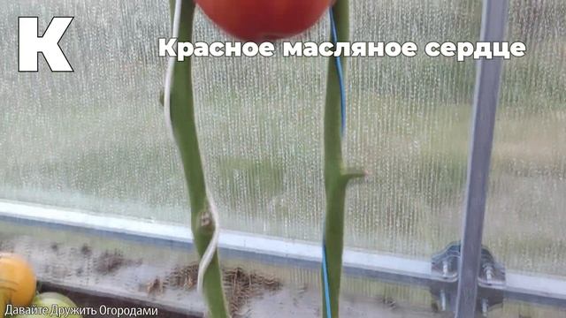 Томаты на букву К. ПОЛНЫЙ ОБЗОР. ОТ А ДО Я