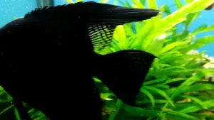 Дубовые листья в аквариуме. Золотая осень. Рыбки рады)