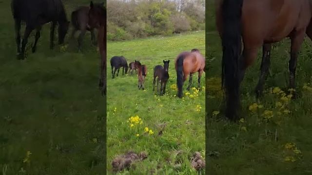 Кабардинская порода лошадей смотреть онлайн