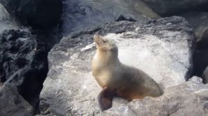 sea lion Морской лев