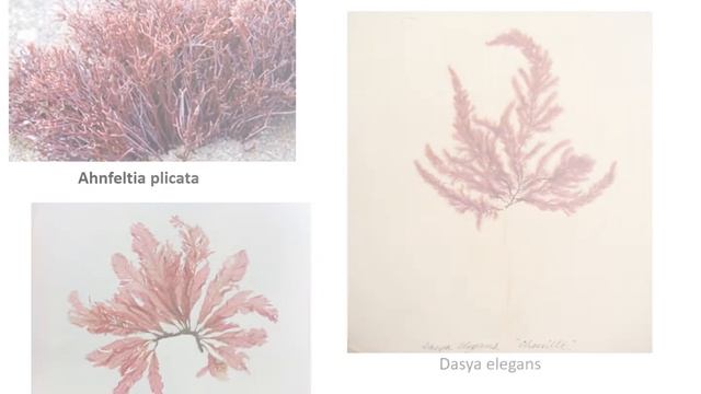 Водоросли Лекция смотреть онлайн