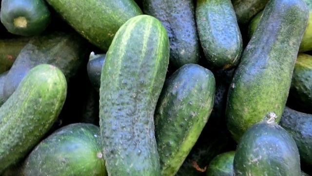 Огурцы пойдут в рост и завяжутся гроздями! Полейте этим огурцы