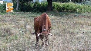 Коровы дойные. Кубанские коровы. Любопытные и умные