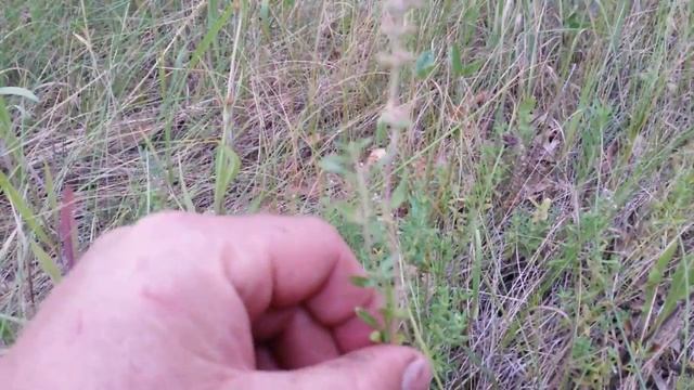 Чабрец\тимьян смотреть онлайн