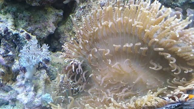 Морской авкариум Конская песчаная актиния Glasperlen-Anemone (Heteractis aurora) Beaded Sea Anemone смотреть онлайн