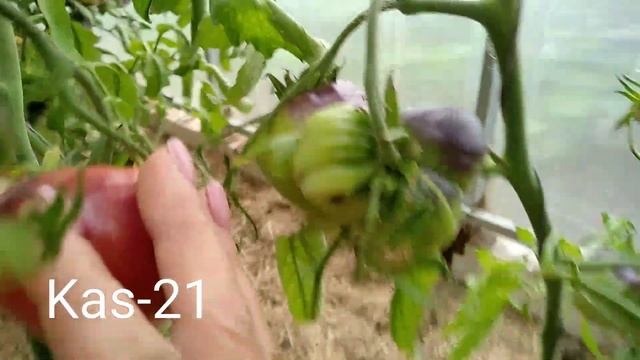 Сорт томата Kas-21??? смотреть онлайн