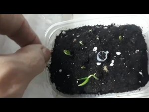 А вот и перчики взошли!