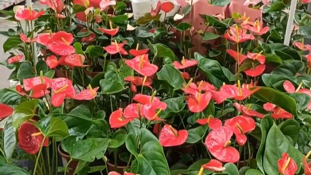 Цветы!Для дома и сада в Оби в г Санкт-Петербурге#flowers#home#garden#оби