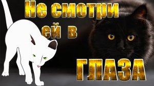 Почему НЕЛЬЗЯ смотреть кошке в ГЛАЗА!? | Узнай и Ты!