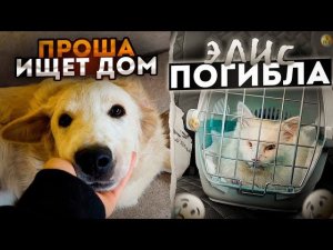 Элис погибла из за осложнения проколотого ранее глаза. Проша очень ищет дом. Алиса зажигает.