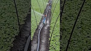 Лучший полив редиса...