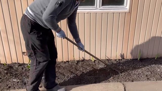 Дарим вторую жизнь первоцветам из подарочных вазонов смотреть онлайн