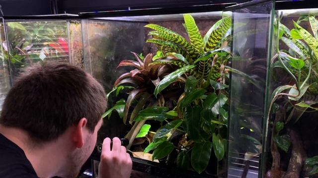 FROGROOM TOUR 2021! 40+ Frogs! смотреть онлайн