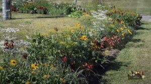 КЛУМБЫ и МИКСБОРДЕРЫ из однолетних и многолетних растений