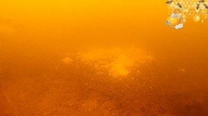 КОРМИМ РЫБУ!!! Тест натуральных прикормок.  Пшено, мёд и детское питание.  Подводные съёмки.