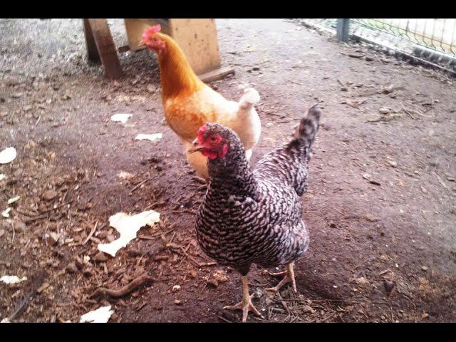 Курочки в курятнике видео. Куры ярославское голосистая фото. Бесплатные видео куры. Курица с лазером. Курица в которую попала молния.
