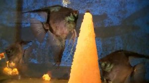 Разведение скалярий Пиной Параиба.