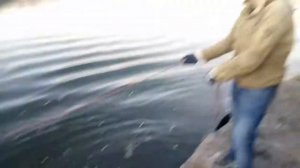 Поисковый магнит. Река Дон.